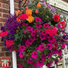 Hanging Basket Large